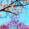 桜と躑躅