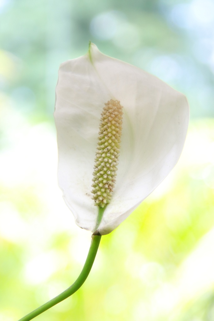 スパティフィラム？