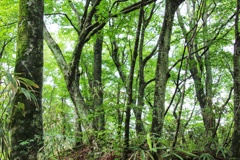 白上山地の森