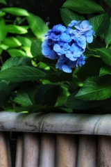 紫陽花