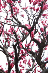 紅梅