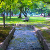 夏の公園