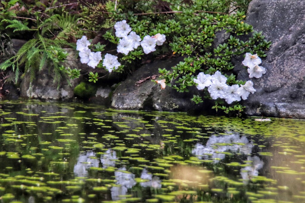 水辺に咲く花