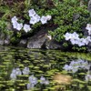 水辺に咲く花