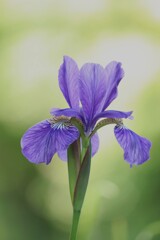 カキツバタ