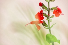 ベランダの花