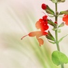 ベランダの花
