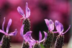 フレンチラベンンダー