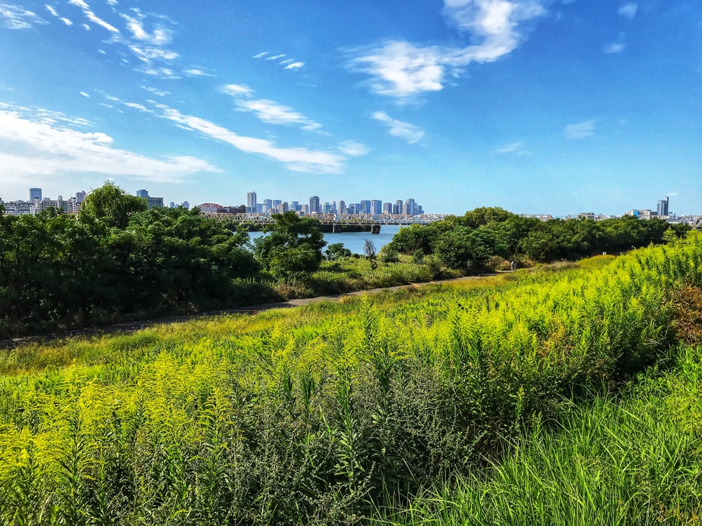 セイタカアワダチソウ茂る