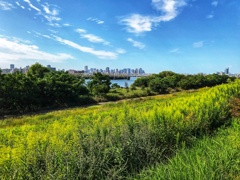 セイタカアワダチソウ茂る