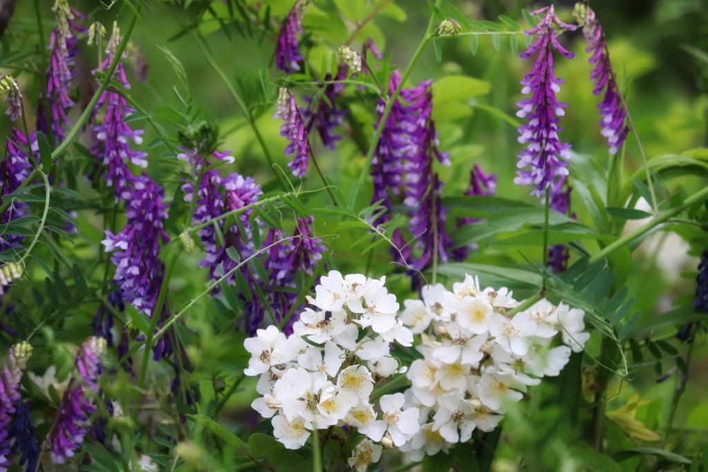 河川敷の花