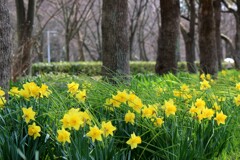 公園の花