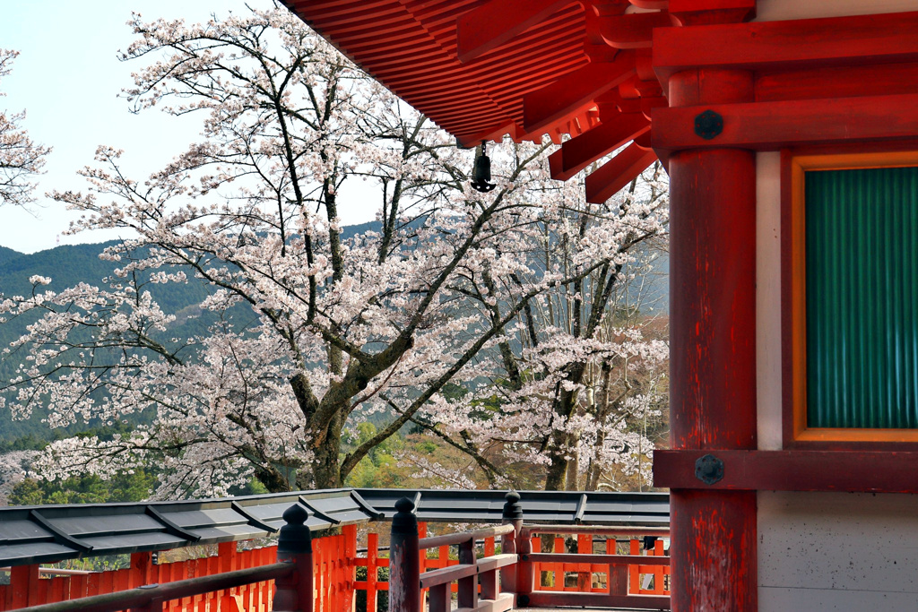 長谷寺の桜