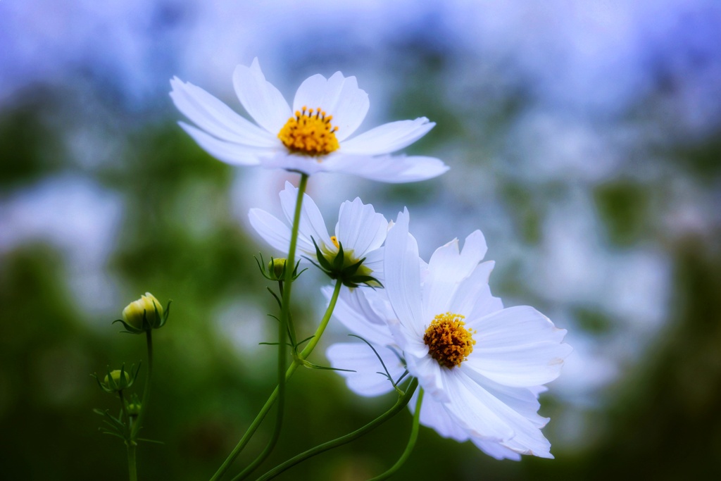 秋桜