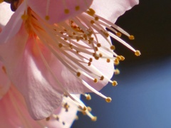 蕊
