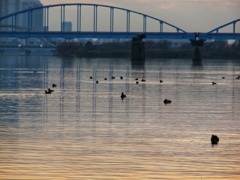 淀川の水鳥たち