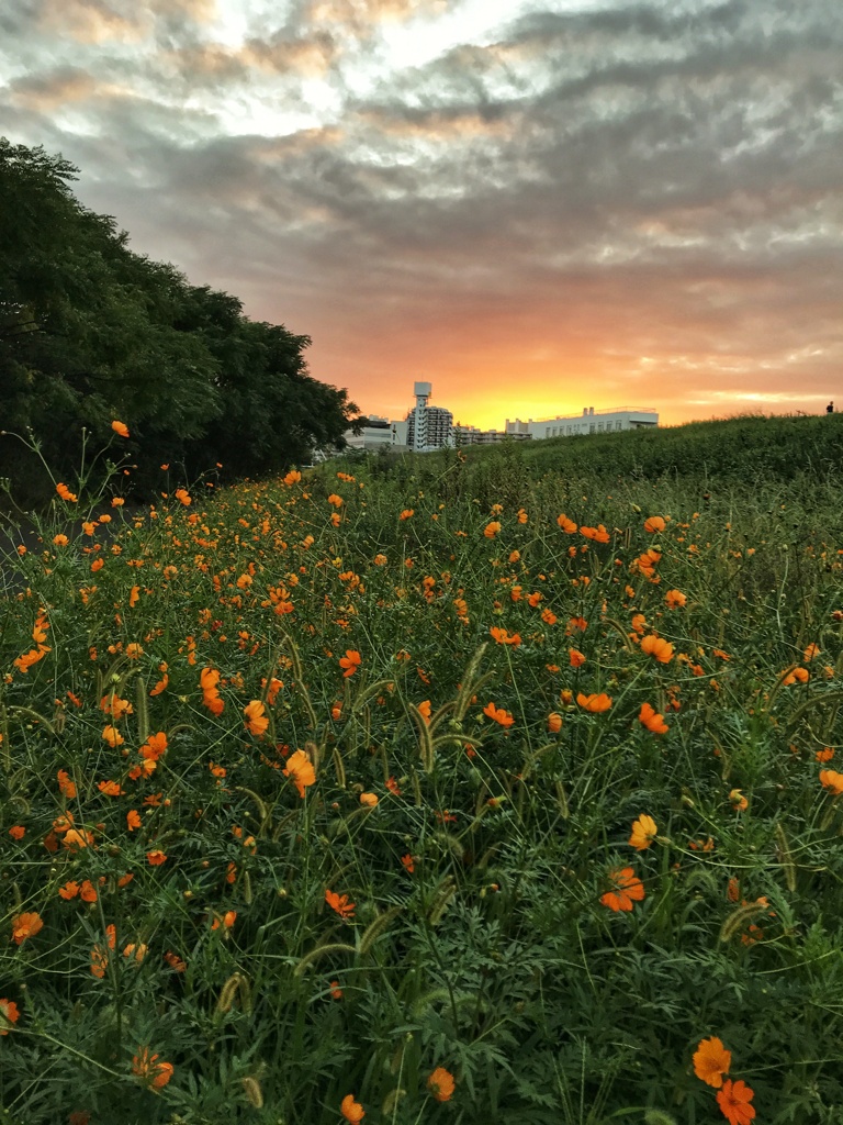 淀川夕景(1)