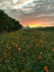 淀川夕景(1)