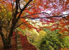 永源寺　紅葉
