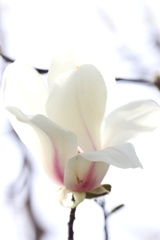 White　and　White