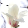 White　and　White