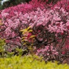 公園の梅林