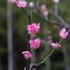 万博記念公園梅林にて