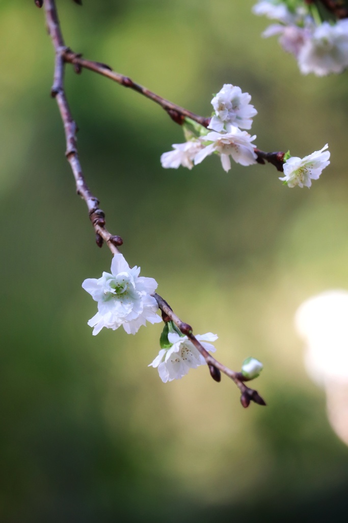 十月桜