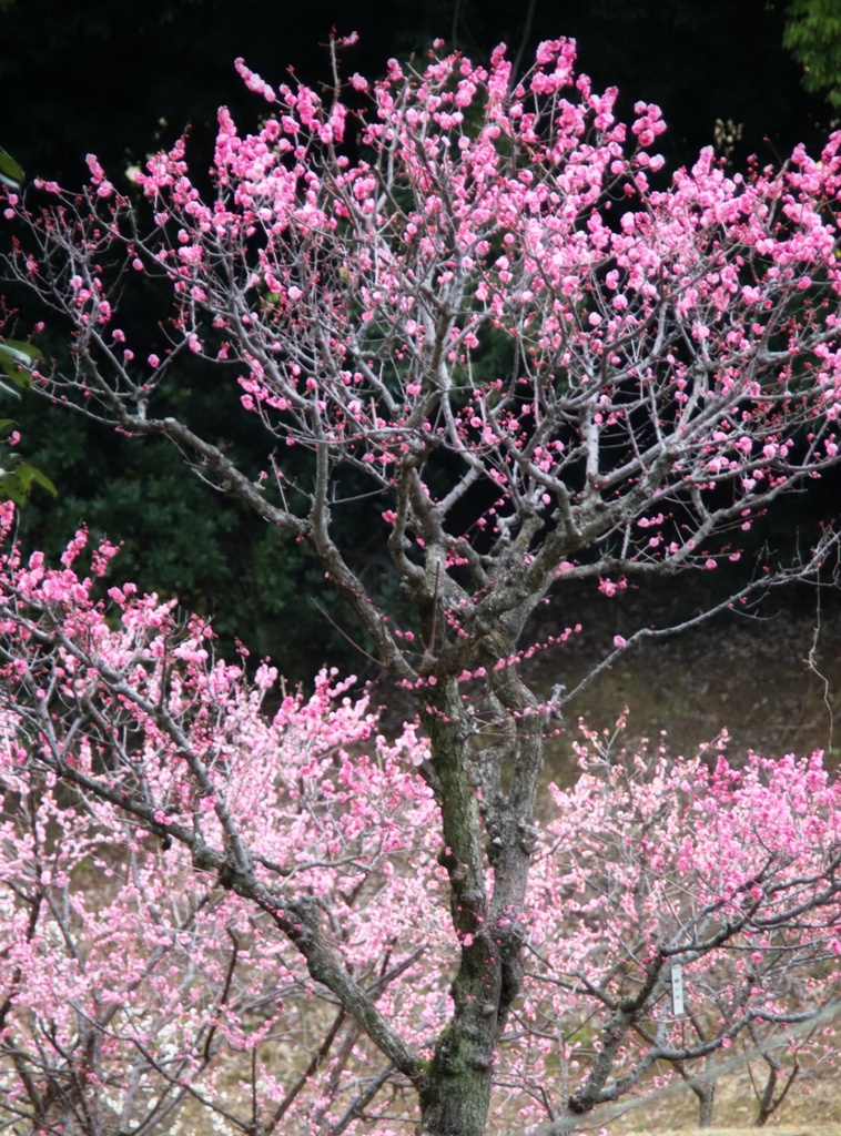 紅梅