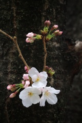 幹に咲く