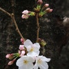 幹に咲く