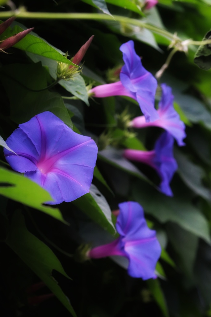 近所の花