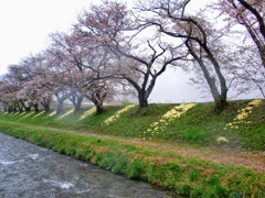 あさひ舟川の桜並木