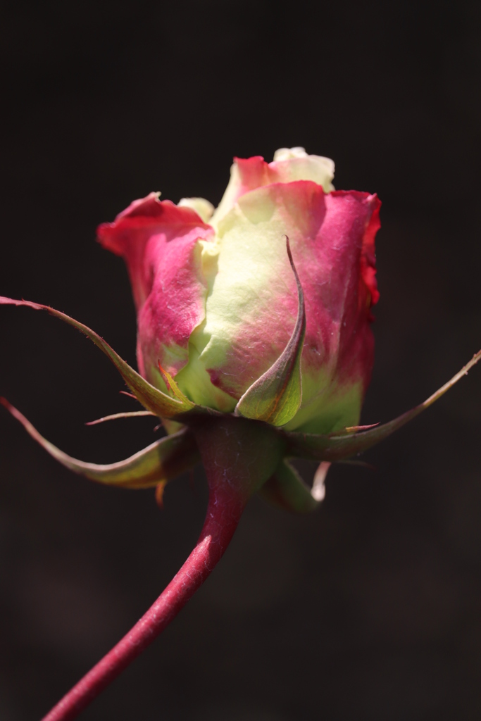 薔薇