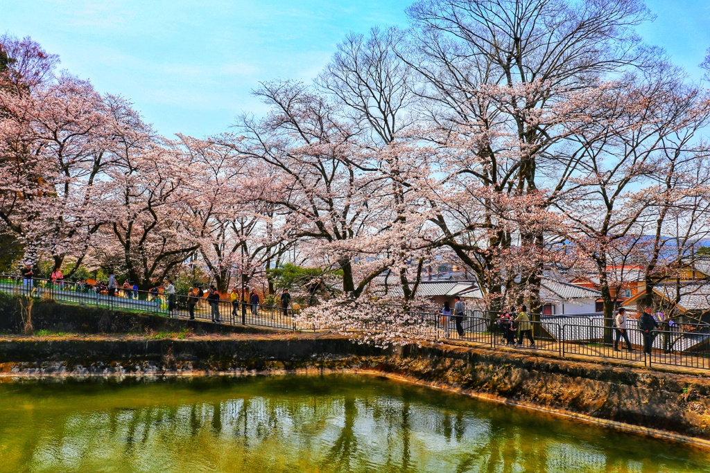 山科疏水の春