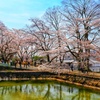 山科疏水の春