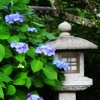 石灯篭と紫陽花
