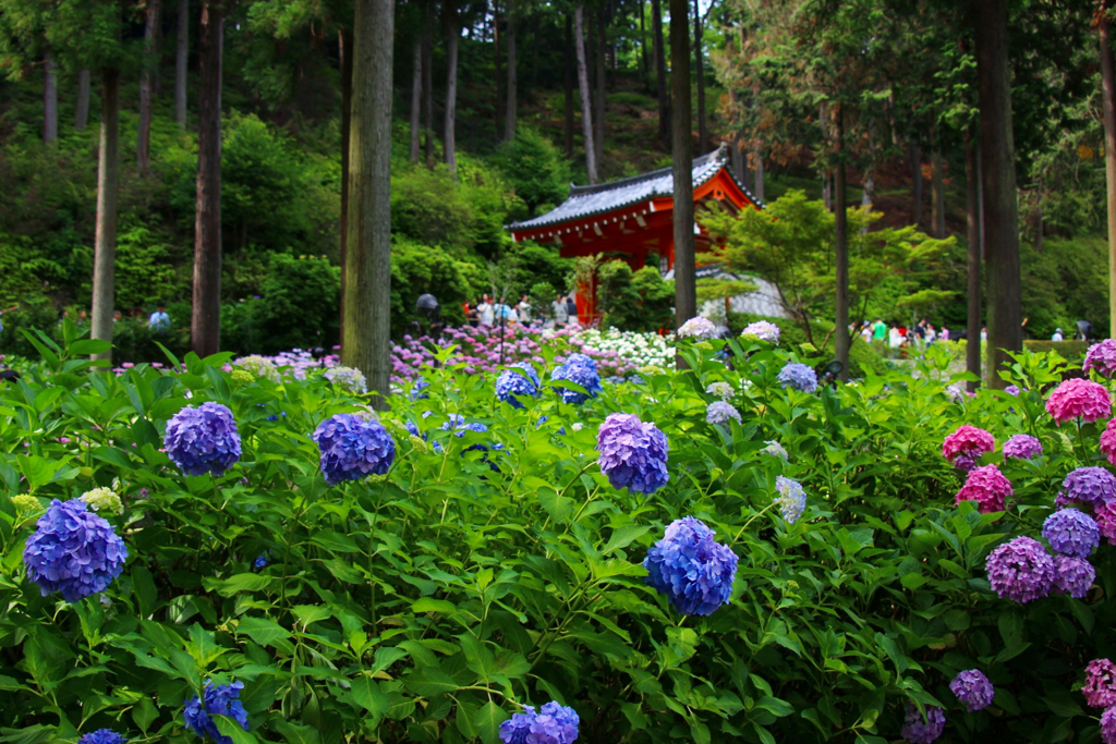 三室戸寺アジサイ園