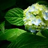 神戸森林植物園にて