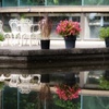 水辺の花