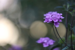 Unknown flower