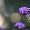 Unknown flower