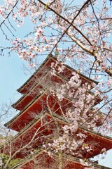 長谷寺の春