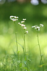 背高のっぽさん