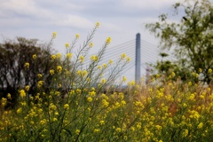 河川敷の花