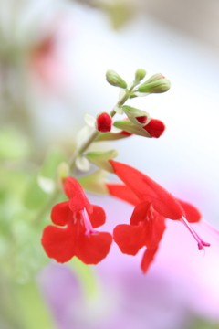 ベランダの花