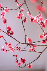 梅