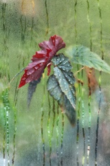 温室の植物