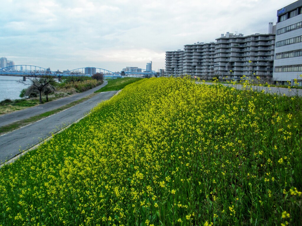 淀川の春