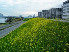 淀川の春